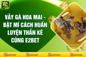 Vảy Gà Hoa Mai - Bật Mí Cách Huấn Luyện Thần Kê Cùng E2BET